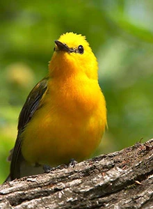 prothonotary_warbler_spot