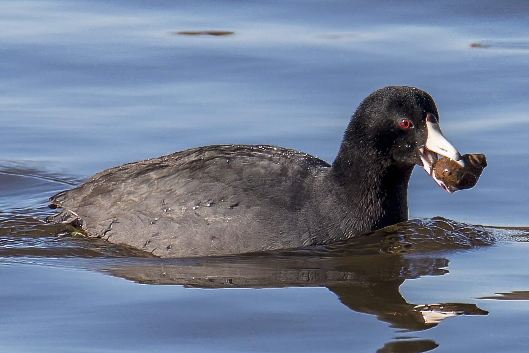 American Coot at Lake Crabtree County Park