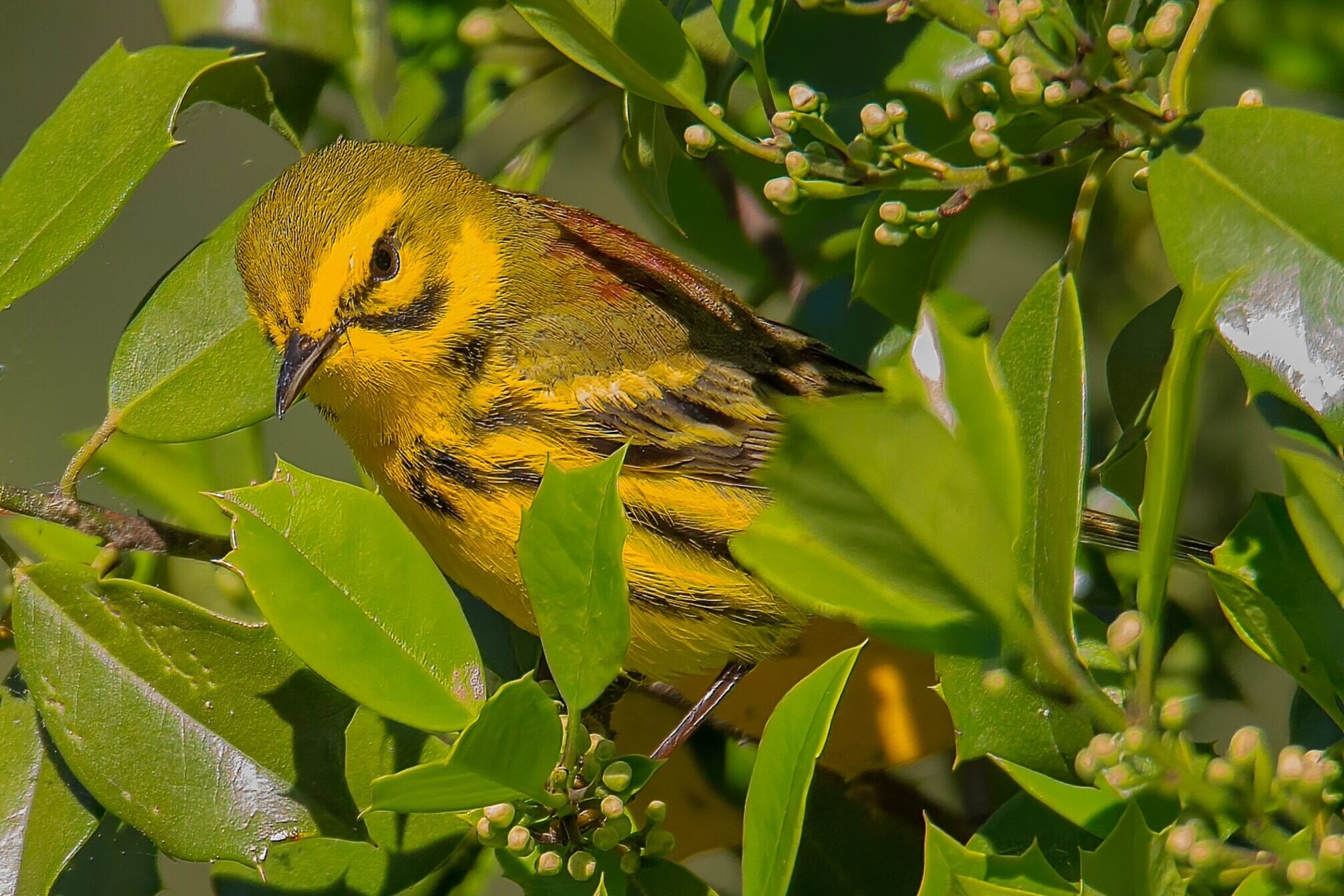 Prairie Warbler at Historic Yates Mill Park