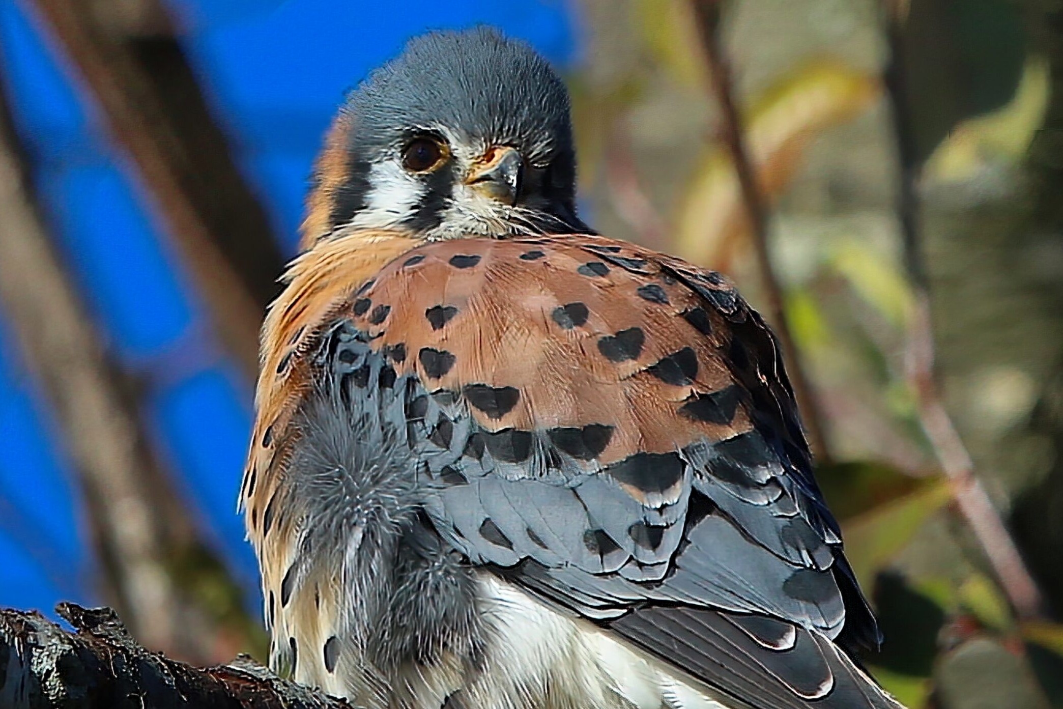 American Kestrel at the NC Museum of Art. Photo by Lori White