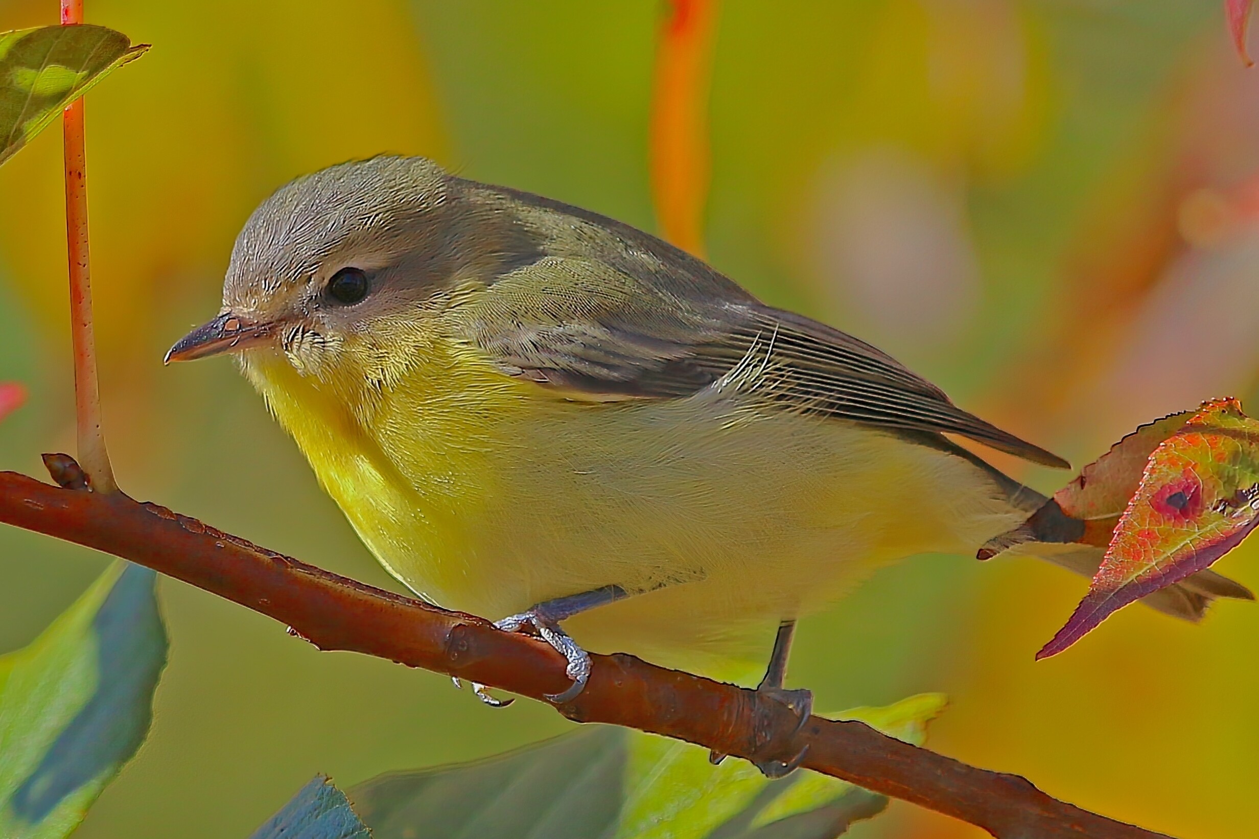 Philadelphia Vireo at Lake Lynn. Photo by Lori White