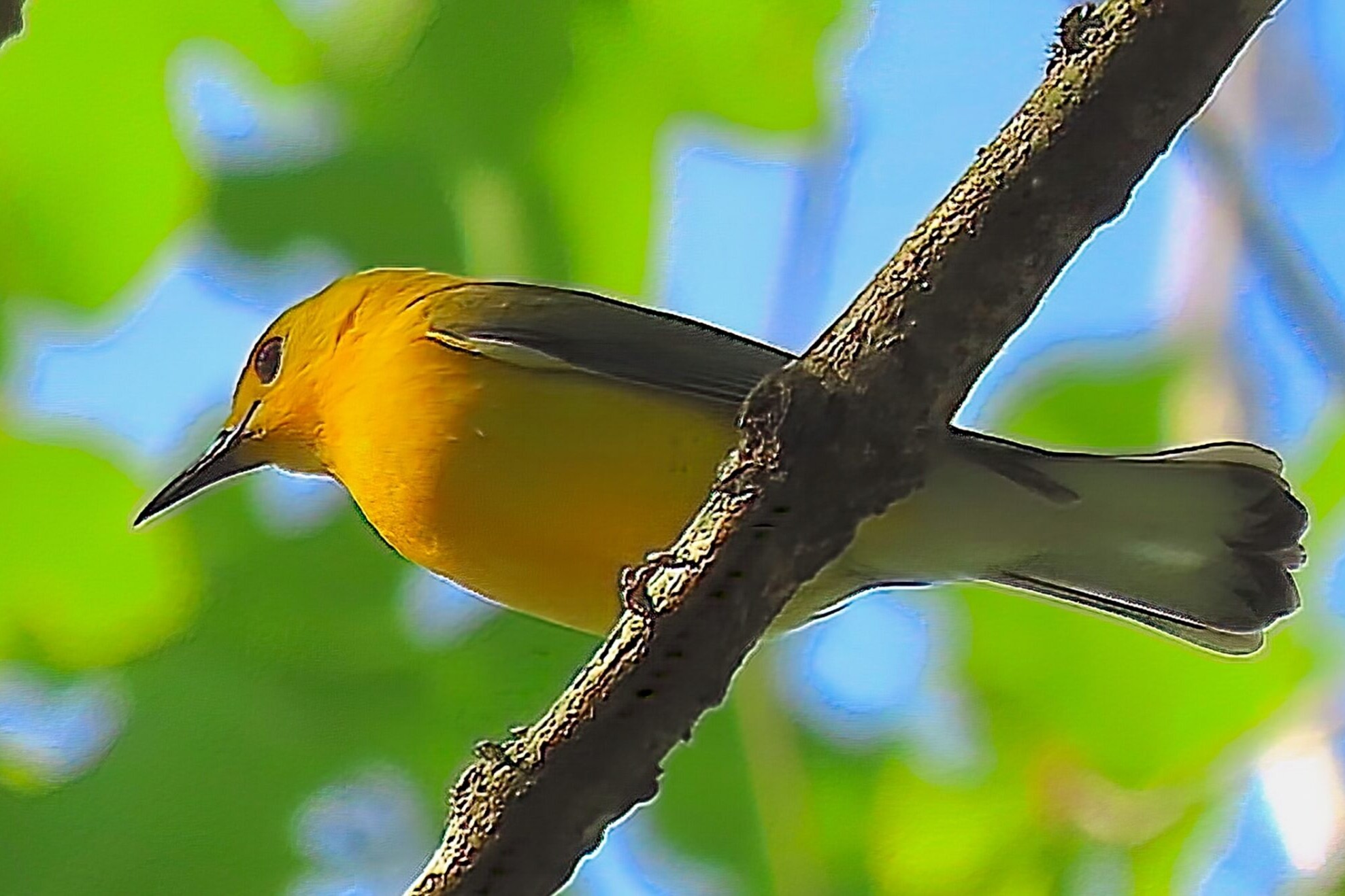 Prothonotary Warbler at Turnipseed Preserve. Photo by Lori White